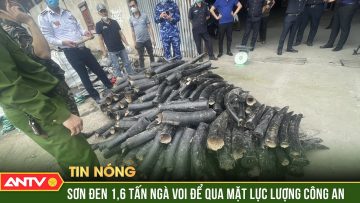 Bắt 1,6 tấn ngà voi được sơn đen ngụy trang nhập lậu vào Việt Nam | ANTV
