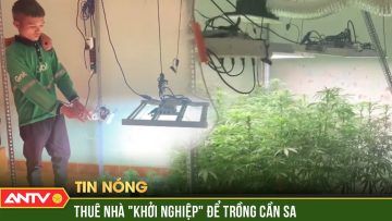 Bắt đối tượng thuê nhà khởi nghiệp làm trang trại trồng cần sa, rao bán thành phẩm qua mạng | ANTV
