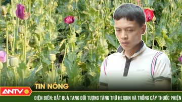 Bắt quả tang đối tượng tàng trữ heroin và trồng cây thuốc phiện tại Điện Biên | ANTV