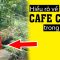 Cafe chồn – Loại đồ uống siêu đắt đỏ được làm từ C*t