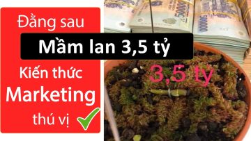 Cây lan 3,5 tỷ và Bí ẩn đằng sau | Kiến thức kinh doanh thú vị