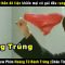 Chiến thần tán gái – review phim Hoàng tử bánh trứng Châu Tinh Trì