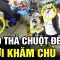 Con mèo NGUY HIỂM nhất hành tinh, hài đọc suy nghĩ động vật tin việt mới nhất | Tô Tin Tức ✔