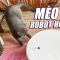 CUP PHẢN ỨNG THẾ NÀO KHI LẦN ĐẦU THẤY ROBOT HÚT BỤI??🤣🤣🤣 – CUP THE CAT