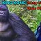 Đi Săn GORILLA, chạm trán Đàn Gorilla To Lớn