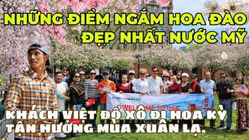 Đời sống nâng cấp – Nhiều đoàn khách Việt chi trăm triệu đến Mỹ ngắm hoa đào