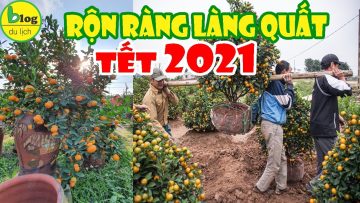 Giá quất 2021 tại làng quất nổi tiếng nhất miền Bắc