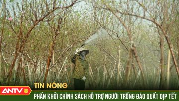 Hà Nội chi hàng chục tỷ hỗ trợ người trồng đào, quất sau bão số 3 | ANTV