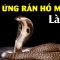 Hiệu ứng rắn hổ mang và căn bệnh thành tích