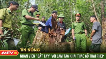 Nhân viên bảo vệ rừng cấu kết với lâm tặc đốn hạ gỗ quý ở Lâm Đồng | ANTV
