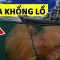 Những điều Vô cùng kinh ngạc về Động vật