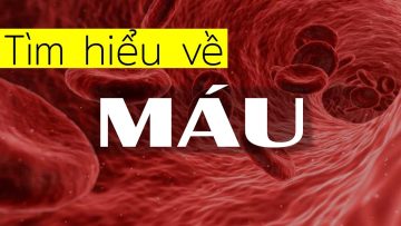 Những Sự thật thú vị về Máu mà bạn chưa biết
