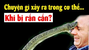 Nọc độc rắn phá hủy cơ thể người thế nào??