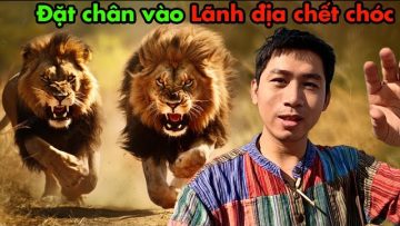 Săn được 8 con VUA SƯ TỬ trong Rừng Châu Phi