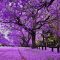 SAY ĐẮM LÒNG NGƯỜI – HOA PHƯỢNG TÍM JACARANDA