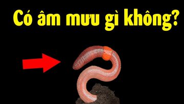 Sự thật sau việc Trung Quốc mua giun đất làm gì?