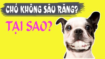 Tại sao chó không bị sâu răng? Lý do thật bất ngờ và thú vị