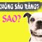 Tại sao chó không bị sâu răng? Lý do thật bất ngờ và thú vị