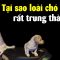 Tại sao loài chó rất trung thành??