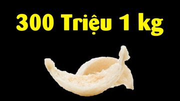 Tại sao Tổ yến siêu đắt tới 300 triệu 1 kg