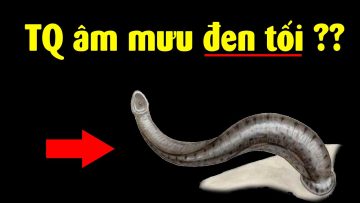 Tại sao Trung Quốc mua đỉa của Việt Nam?