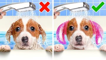 THIẾT BỊ PHÙ HỢP CHO THÚ CƯNG || Mẹo Hữu Ích Cho Các Con Sen