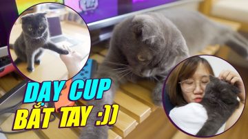 THỬ THÁCH DẠY CUP BẮT TAY TRONG MỘT NGÀY VÀ CÁI KẾT 😂😂😂 – CUP THE CAT