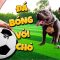 Tony | Thử Thách Đá Bóng Với Bull Đệ Lực Sĩ – Play Ball With Dog