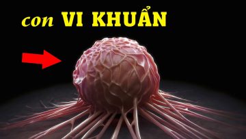 Vi khuẩn là gì? Bạn có biết những điều này về vi khuẩn