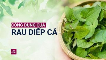 Ăn rau diếp cá, uống rau diếp cá: Kiểu gì cũng có lợi cho sức khỏe | VTC Now