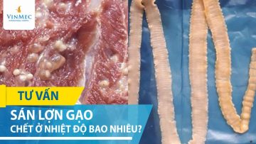 Ấu trùng sán lợn gạo chết ở nhiệt độ nào?