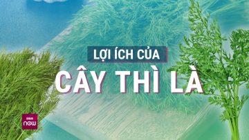 Bạn chắc chắn sẽ bổ sung rau thì là vào chế độ ăn nếu biết những lợi ích tuyệt vời này! | VTCNow