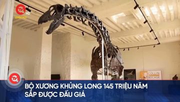Bộ xương khủng long 145 triệu năm sắp được đấu giá | Truyền hình Quốc hội Việt Nam
