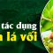 Các tác dụng của lá vối