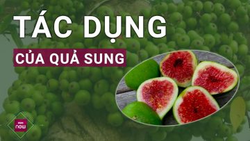 Cách phòng và chữa bệnh hiệu quả với quả sung ít ai biết tới | VTC Now