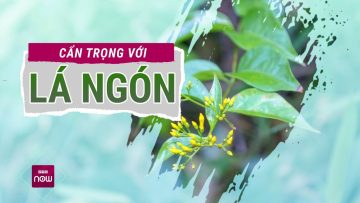 Cẩn trọng với loại cây độc lá ngón, nguy hiểm bậc nhất Việt Nam | VTC Now