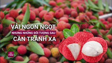 Cảnh báo: Những đối tượng sau tuyệt đối phải tránh xa quả vải | VTC Now