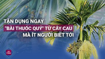 Cây cau và công dụng chữa bệnh hiệu quả không ngờ | VTC Now