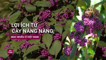 Cây nàng nàng: Mọc nhiều ở Việt Nam, chữa đủ các loại bệnh mà không phải ai cũng biết | VTC Now