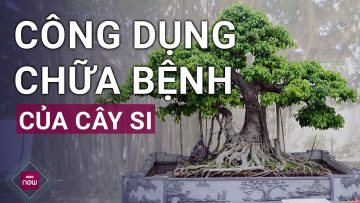 Cây si: Cây tứ linh có tác dụng trị đau nhức xương khớp, đông máu, tiêu viêm, hoạt huyết | VTC Now