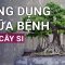 Cây si: Cây tứ linh có tác dụng trị đau nhức xương khớp, đông máu, tiêu viêm, hoạt huyết | VTC Now