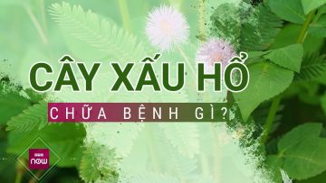 Cây xấu hổ: Thần dược chữa mất ngủ, đau nhức xương khớp và nhiều hơn thế | VTC Now