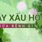 Cây xấu hổ: Thần dược chữa mất ngủ, đau nhức xương khớp và nhiều hơn thế | VTC Now