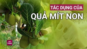 Chế biến quả mít non thành các món ăn vừa ngon miệng vừa đặc biệt tốt cho sức khỏe | VTC Now