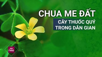 Chua me đất: Cây thuốc đặc biệt quý trong dân gian | VTC Now