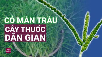 Cỏ mần trầu: Bí quyết dưỡng tóc, chữa viêm da… hiệu quả từ thiên nhiên | VTC Now