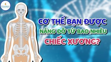 Cơ thể bạn được nâng đỡ từ bao nhiêu chiếc xương?