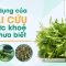 Công dụng của ngải cứu với sức khỏe bạn chưa biết