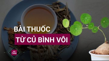 Củ bình vôi: Bài thuốc giúp người bệnh có giấc ngủ ngon và hệ tiêu hóa khỏe mạnh | VTC Now