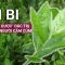 Đại bi: Thần dược đặc trị dành cho người cảm cúm, bán rẻ như cho, có đầy ngoài chợ | VTC Now